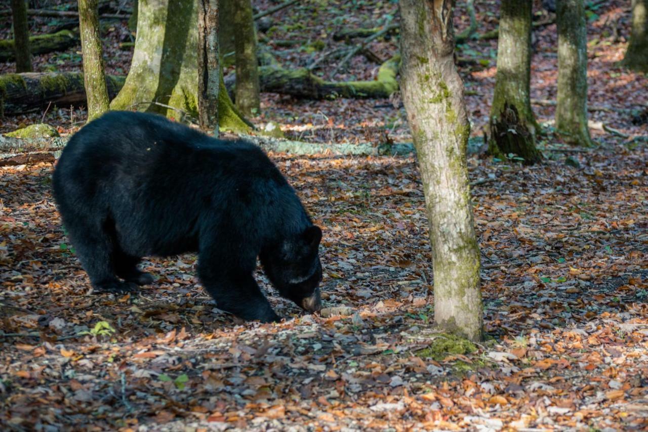 Chief Big Log Βίλα Hatchertown Εξωτερικό φωτογραφία